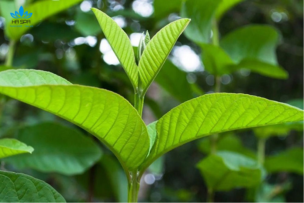 15+ nguyên liệu gội đầu dưỡng sinh từ thảo dược tự nhiên tốt nhất hiện nay 11 la oi