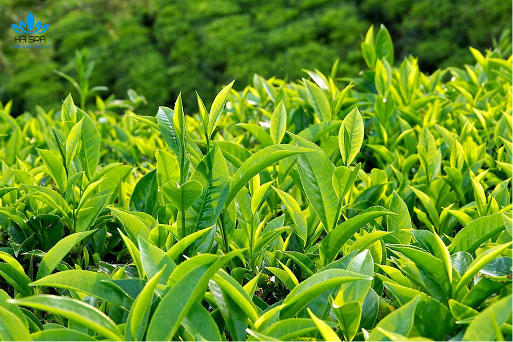 15+ nguyên liệu gội đầu dưỡng sinh từ thảo dược tự nhiên tốt nhất hiện nay 16 la tra