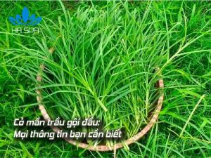 avt co man trau goi dau
